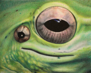 Alexander Ross Untitled (Frog) 2013 crayon 21 3/8x26 1/2 in