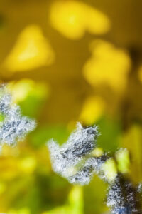 Voice of Silence 4412 2020/2022 Pigmented ink print 36 x 24 inches